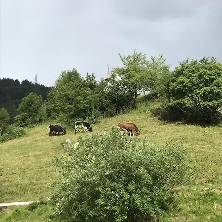 아파트 Apartmant Mary Muhlebach